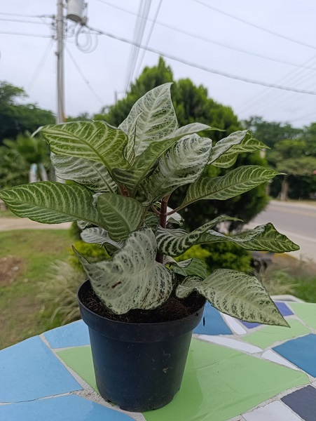 Afelandra Verde