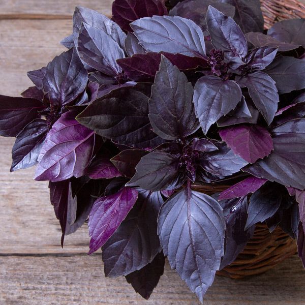 Albahaca Morada