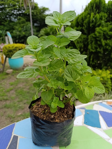 Hierbabuena de Menta