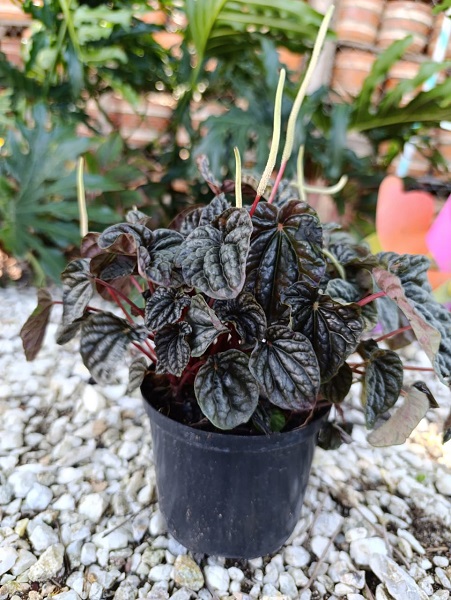 Velitas