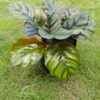 Calathea Ornata