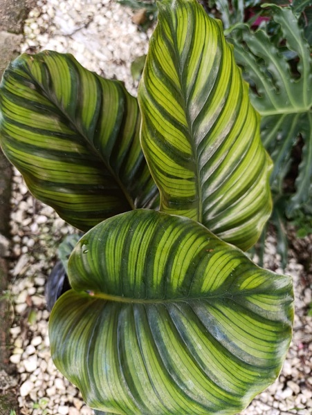 Calathea Ornata