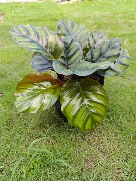 Calathea Ornata