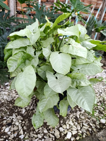 Corazón de Marfil